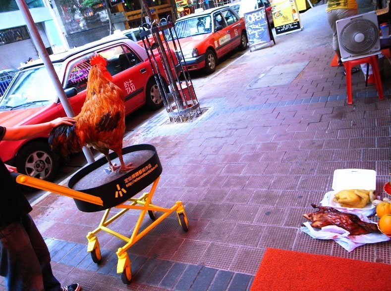 Netherlands - chicken road